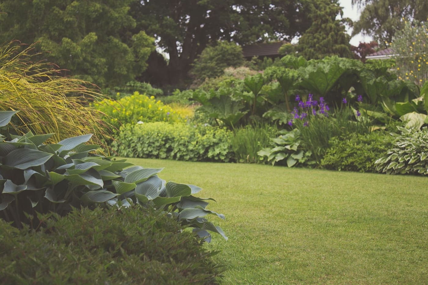 Backyard lawn with deep planted borders of shrubs and hostas under mature trees