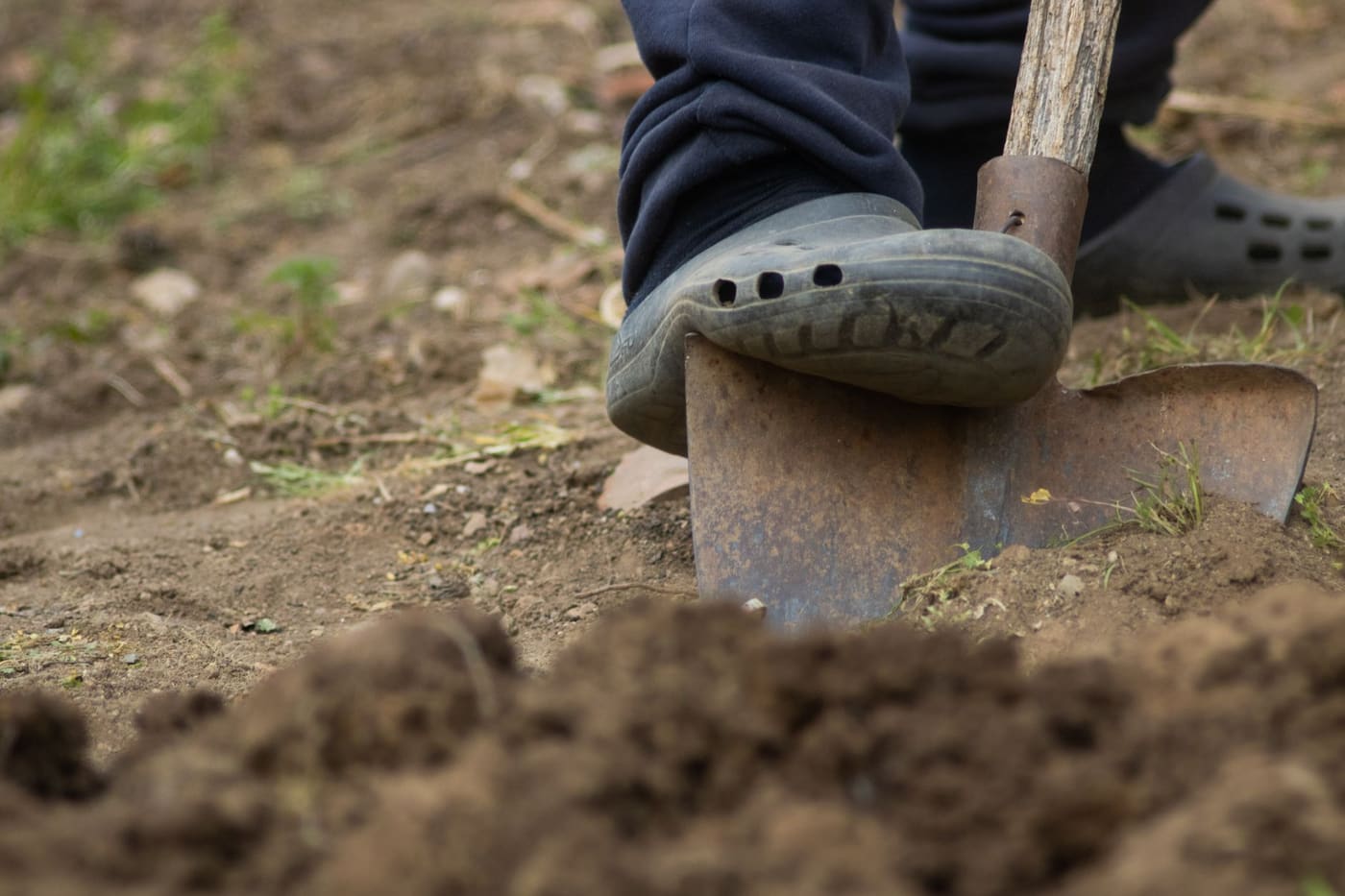 A boot pressing a spade into garden soil