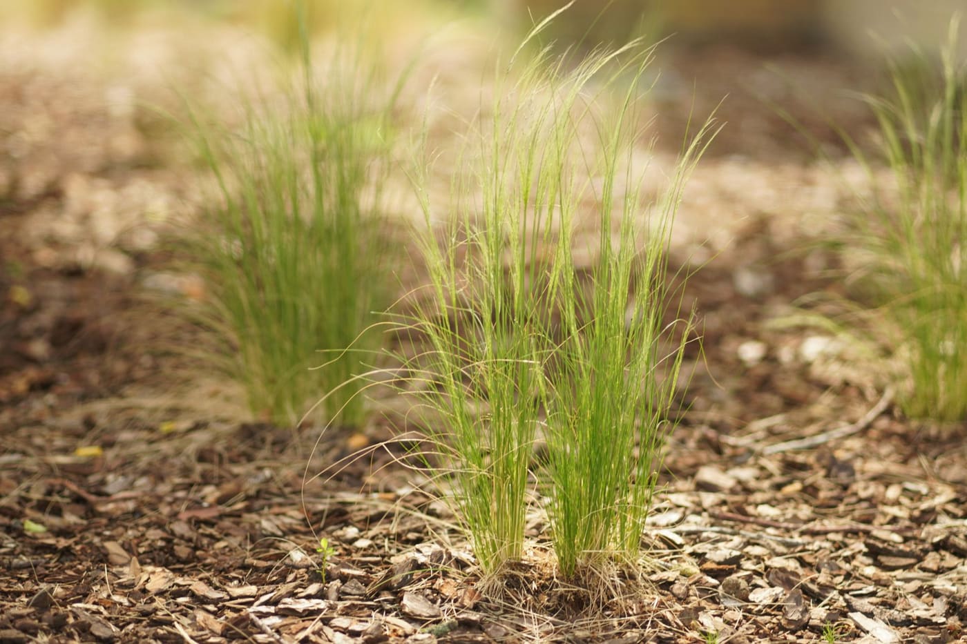 Young grass shoots growing from a bed of brown mulch