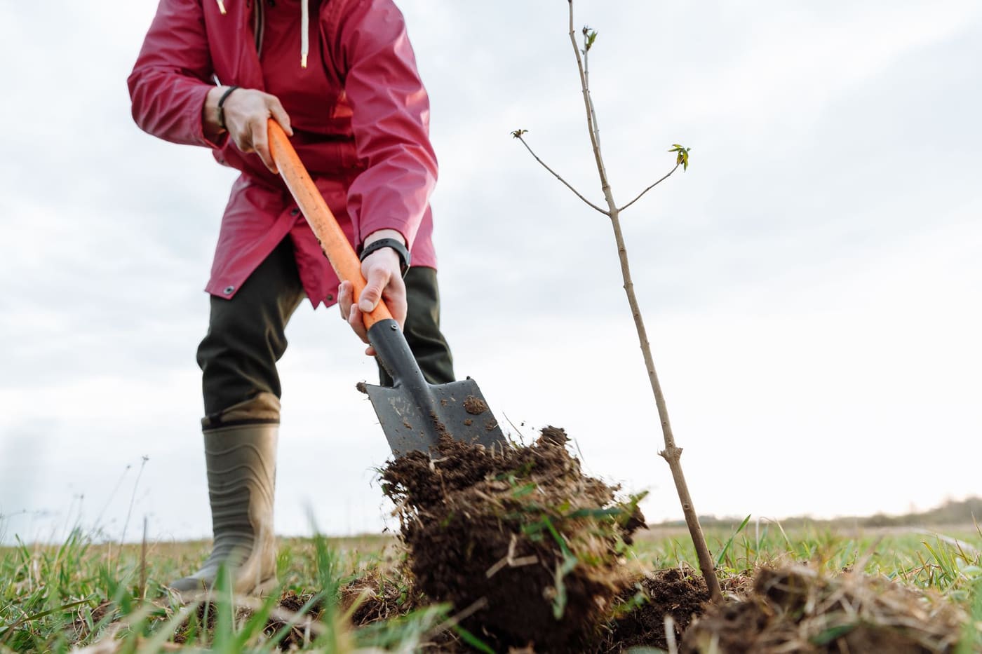 A person in boots digging beside a young bare tree on grass