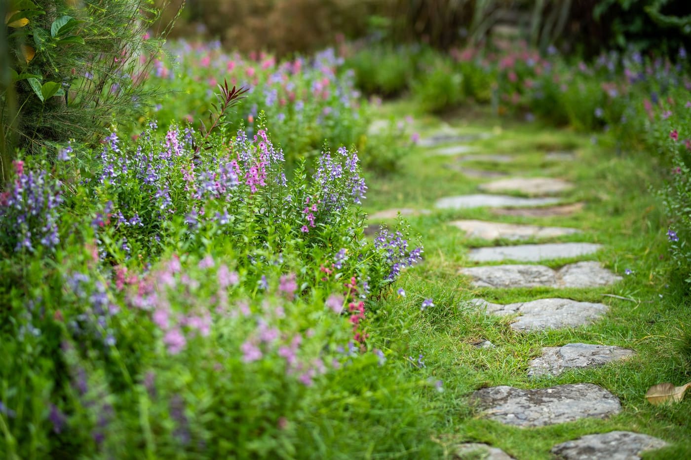 Flat stepping stones winding through a garden bed of purple and pink flowers