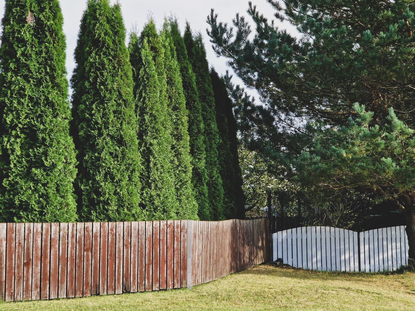 Row of tall narrow evergreen trees rising behind a weathered wooden fence